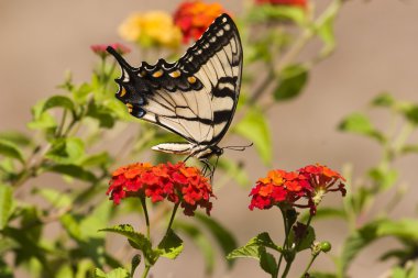 Lantana 'da Kelebek Kırlangıç