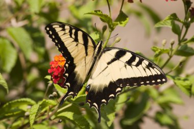 Swallowtail Butterfly on Lantana clipart