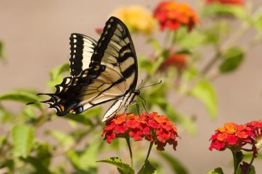 Lantana 'da Kelebek Kırlangıç