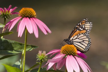 Monarch Butterfly on Coneflowers clipart