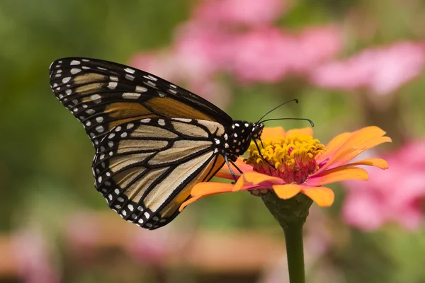 Farfalla monarca su Zinnia — Foto Stock
