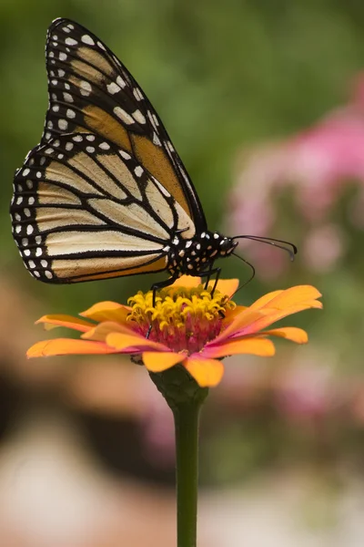 Monarch motýl — Stock fotografie