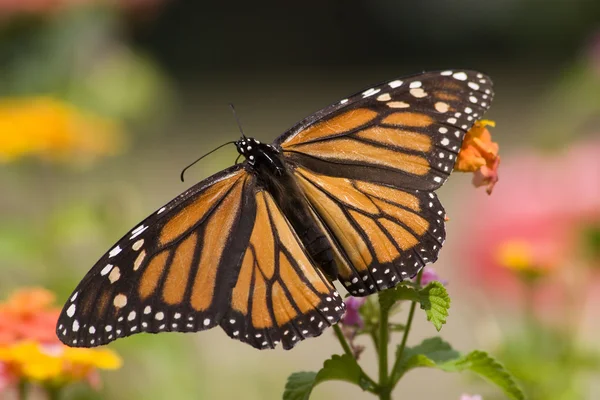 Farfalla monarca — Foto Stock