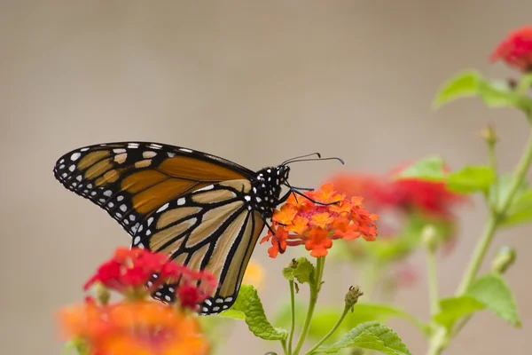 Бабочка-монарх — стоковое фото