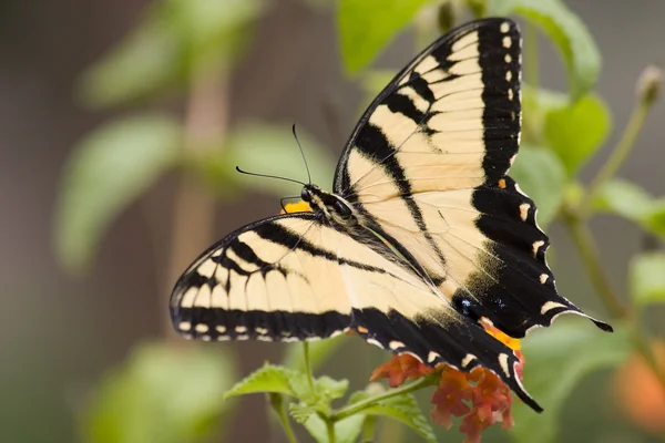 Swallowtail fluture — Fotografie, imagine de stoc