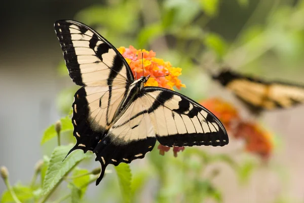 Jaskółka Motyl na Lantana — Zdjęcie stockowe