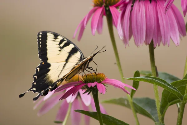 Swallowtail motyl na stożek kwiaty — Zdjęcie stockowe