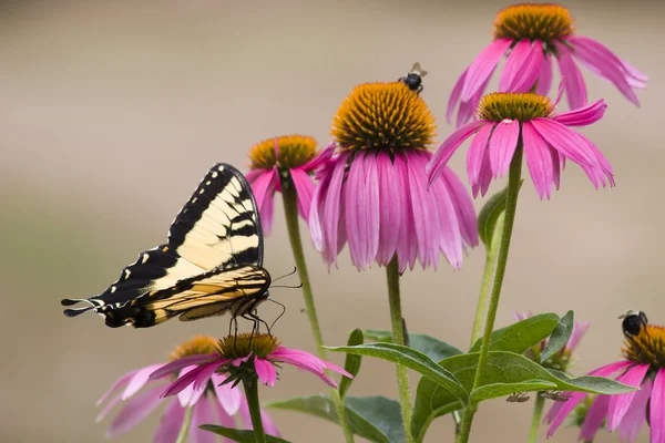 Swallowtail Butterfly — Stock Photo, Image