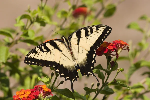 Бабочка на лантане — стоковое фото