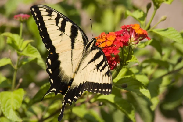 Vlinder aan lantana — Stockfoto