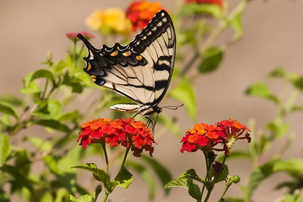 Lantana 'da Kelebek Kırlangıç — Stok fotoğraf