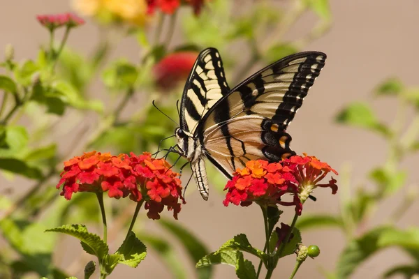 Swallowtail papillon sur Lantana — Photo