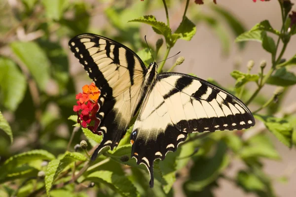 Farfalla Coda Rondine su Lantana — Foto Stock