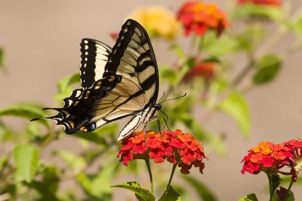 Farfalla Coda Rondine su Lantana — Foto Stock