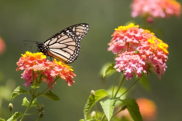 Monarch motýl — Stock fotografie