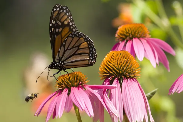 Monarchfalter und Biene Stockbild