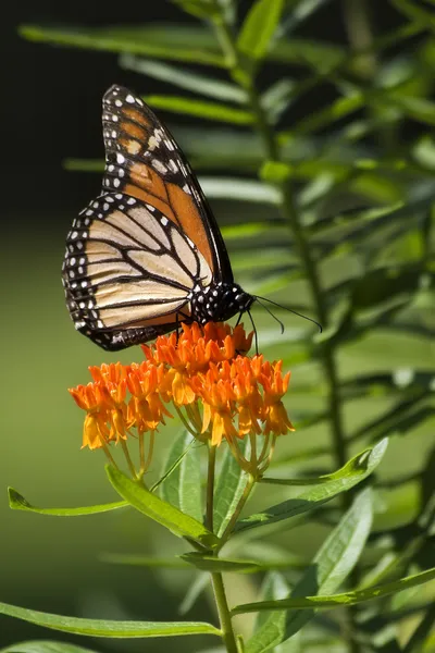 Monarch motýl na druh rostliny — Stock fotografie