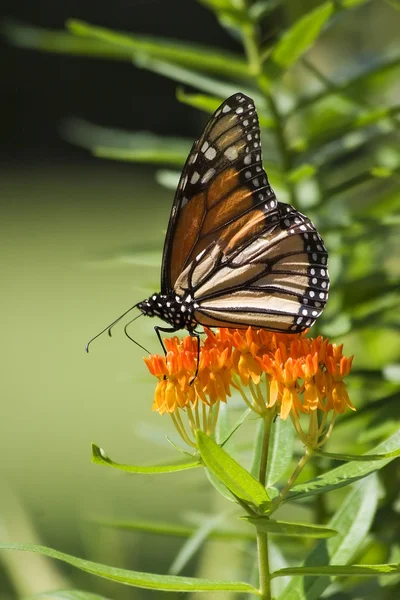 Monarkfjärilen på milkweed — Stockfoto