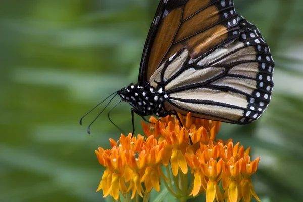 Papillon sur asclépiade — Photo