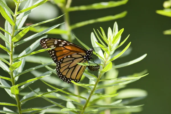 Butterfly Laying Eggs — Stock Photo, Image