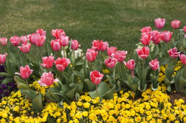 Pink Tulips clipart