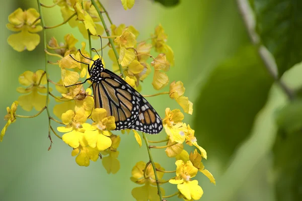 Монарх Бо летит на желтых орхидеях — стоковое фото