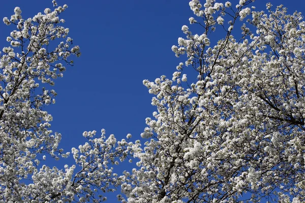Bradford biały gruszka drzewo kwitnie — Zdjęcie stockowe