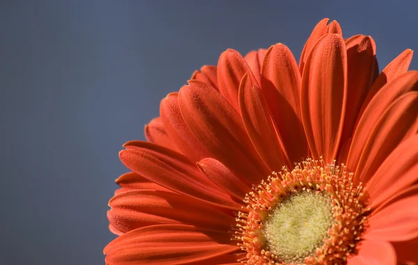 Oranžová Gerbera sedmikrásky — Stock fotografie