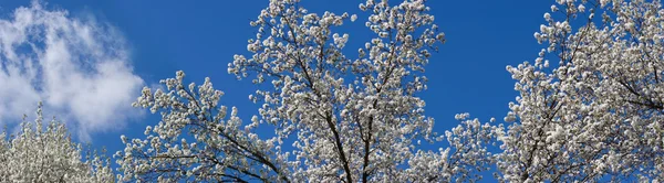 Panorama delle fioriture degli alberi — Foto Stock