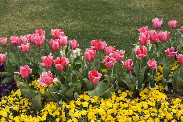 Pink Tulips