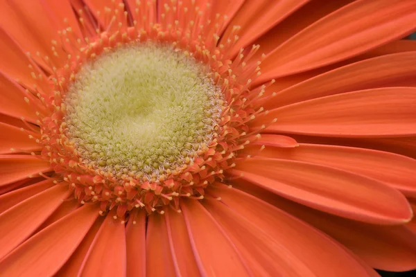 Orange gerber daisy — Stockfoto