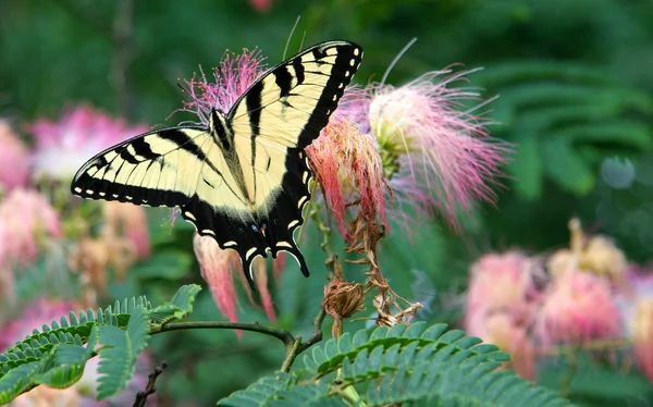 Papillon sur Mimosa — Photo