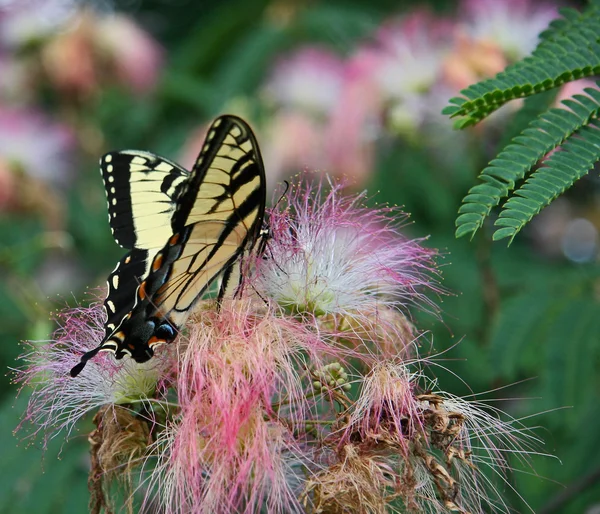 Mariposa en Mimosa —  Fotos de Stock