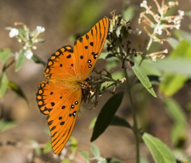 Körfez fritillary kelebek