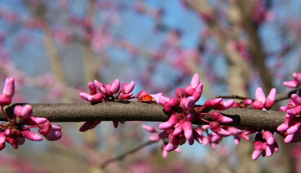 Redbud stromy květy — Stock fotografie