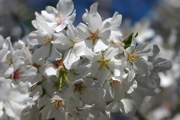 Vita träd blommar — Stockfoto