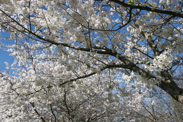 Flores de árvores de pêra Bradford — Fotografia de Stock