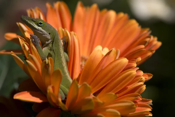 Groene Anolis lizard — Stockfoto