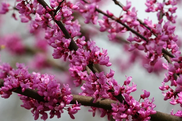 Редбад дерево цветет — стоковое фото