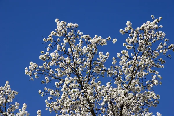 Bradford gruszka drzewo kwitnie — Zdjęcie stockowe