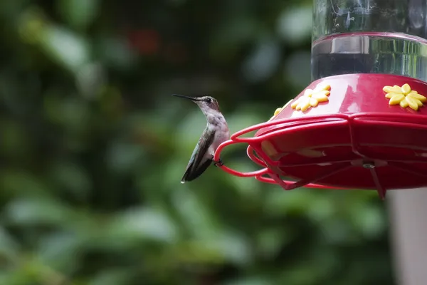 Koliber przy podajniku — Zdjęcie stockowe
