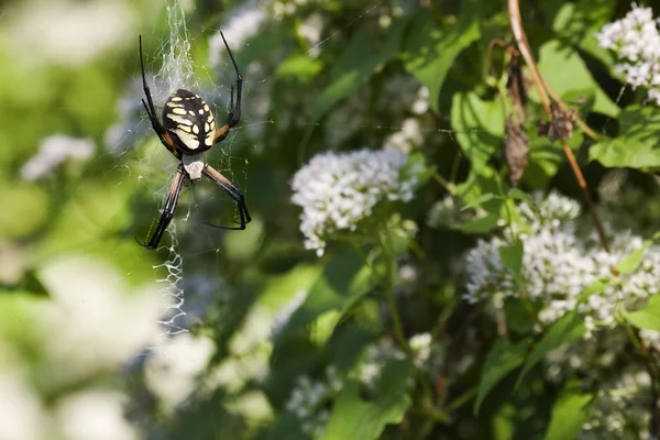 stock image Garden Spider