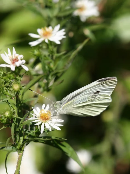 Farfalla solforosa — Foto Stock