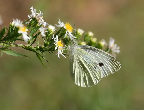 Farfalla solforosa — Foto Stock