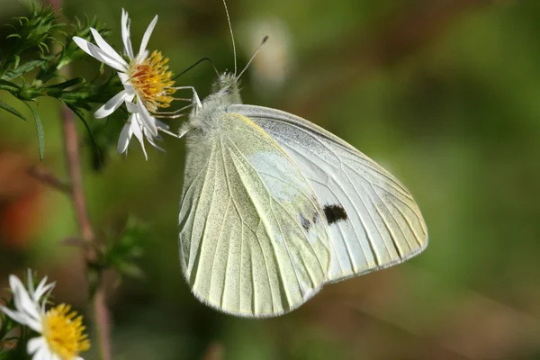 Papillon sulfuré — Photo