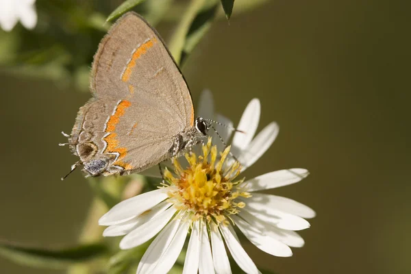 Hairstreak — Φωτογραφία Αρχείου