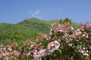 Mountain Laurel clipart