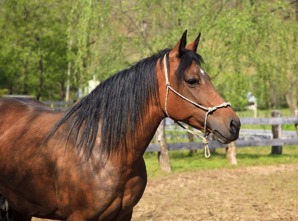 Hoofd paard — Stockfoto