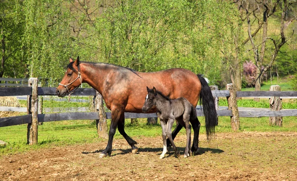 Häst och colt — Stockfoto