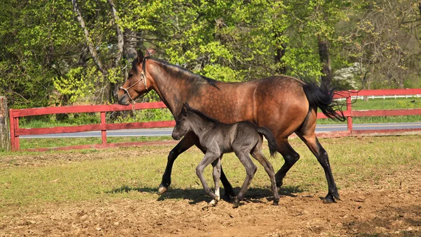 妈妈的马和驴驹 — 图库照片